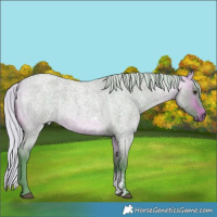 Horse Color:Watercolor Silver Buckskin Roan Dun Sabino 