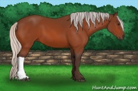 Horse Color:Silver Bay 