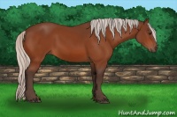 Horse Color:Silver Bay 