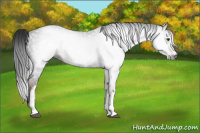 Horse Color:Gray White Spotted Liver Chestnut 