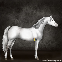 Horse Color:Gray White Spotted Chocolate Palomino Ice 