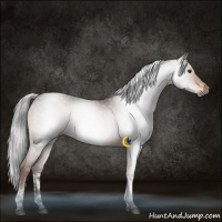 Horse Color:Gray White Spotted Liver Chestnut 