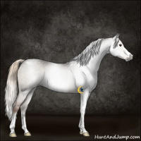 Horse Color:Gray White Spotted Liver Red Dun Splash Frame 