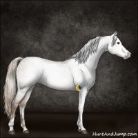 Horse Color:Gray Liver Red Dun Tobiano 