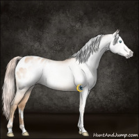 Horse Color:Gray Cremello Tobiano Appaloosa Rabicano 
