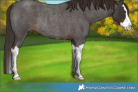 Horse Color:Liver Red Roan Splash Rabicano