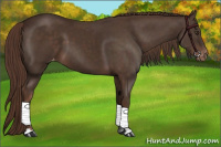 Horse Color:Liver Chestnut Sabino Varnish 