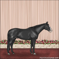 Horse Color:Black Splash Appaloosa