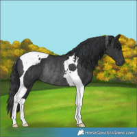 Horse Color:Black Tobiano Rabicano 
