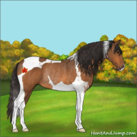 Horse Color:Buckskin Tobiano Rabicano 
