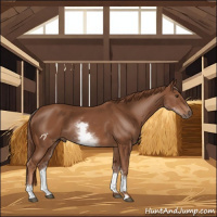 Horse Color:White Spotted Chestnut Sabino