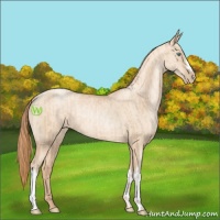 Horse Color:Gold Champagne Pearl Rabicano  and Gold Champagne Pearl Dun Rabicano 