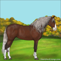 Horse Color:Silver Brown Splash