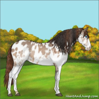 Horse Color:Bay Dun Splash Appaloosa 