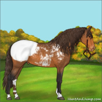 Horse Color:Buckskin Snowcap 