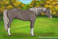Horse Color:Silver Black Splash 
