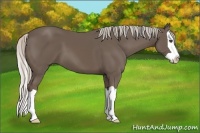 Horse Color:Silver Black Splash