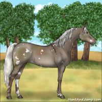 Horse Color:White Spotted Liver Red Dun Mushroom Sabino Rabicano