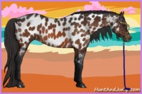 Horse Color:Bay Appaloosa 