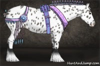 Horse Color:Grullo Appaloosa