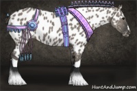Horse Color:Grullo Appaloosa 