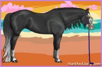 Horse Color:Black Splash 