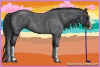 Horse Color:Blue Roan Splash 