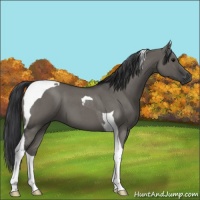 Horse Color:Grullo Roan Tobiano 