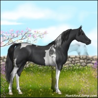 Horse Color:Blue Roan Tobiano 