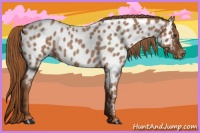 Horse Color:Red Roan Appaloosa 