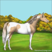 Horse Color:Gold Champagne Tobiano 