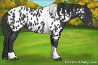 Horse Color:Black Tobiano Near Leopard 