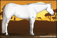 Horse Color:Gray Chestnut 