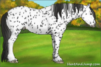Horse Color:Gray Black Appaloosa 