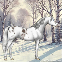 Horse Color:Liver Chestnut Mushroom Sabino Splash 