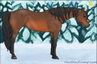 Horse Color:Bay Rabicano 