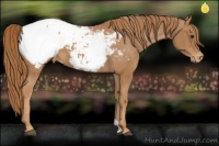 Horse Color:Chestnut Snowcap 