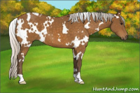 Horse Color:White Spotted Silver Buckskin 