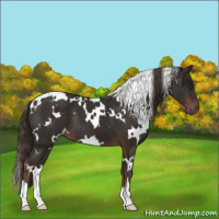 Horse Color:White Spotted Liver Chestnut 