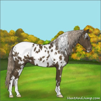 Horse Color:White Spotted Chocolate Palomino Appaloosa 