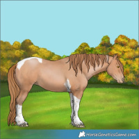Horse Color:Bay Pearl Tobiano 
