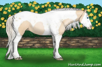 Horse Color:Palomino Roan Pearl Splash Tobiano 