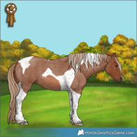 Horse Color:Red Roan Tobiano 