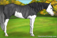 Horse Color:Black Splash Rabicano 