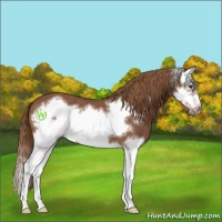 Horse Color:Chestnut Splash Frame 