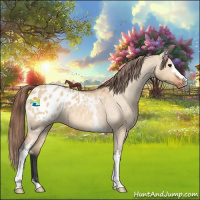 Horse Color:White Spotted Bay Roan Dun Appaloosa 