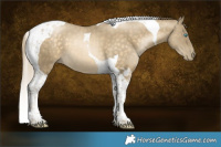 Horse Color:Buckskin Pearl Tobiano 