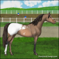 Horse Color:Bay Dun Snowcap 