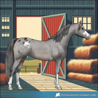 Horse Color:Brown Dun Appaloosa 