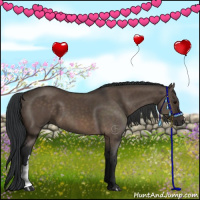 Horse Color:Brown Dun 